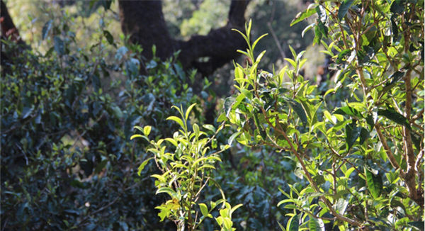 2021大雪山古樹(shù)秋茶香甜順滑！