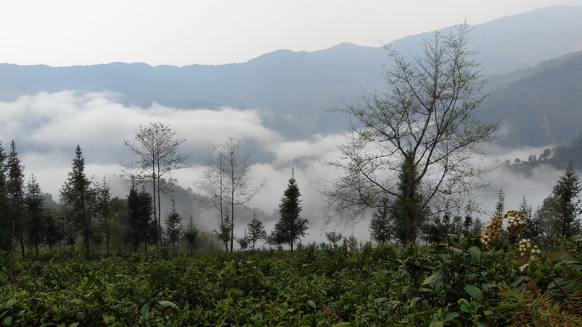 2021年大雪山古樹秋茶價格是多少?