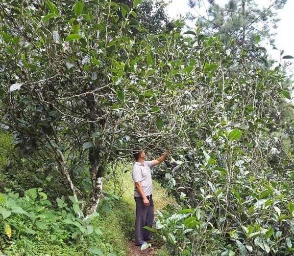 2021壩糯古樹秋茶藤條茶！不是樹種，而是這樣形成的！