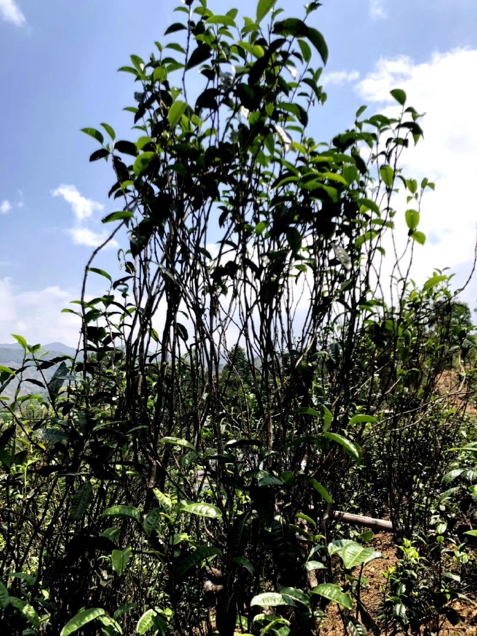 2021年壩糯古樹秋茶品鑒！