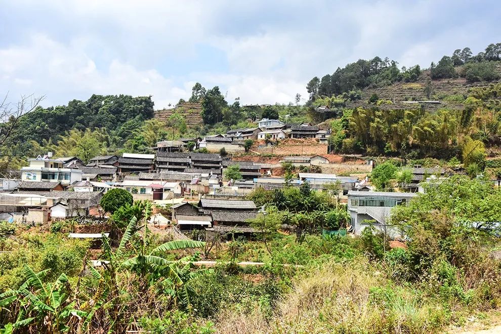 2021年正氣塘古樹秋茶特點是什么？