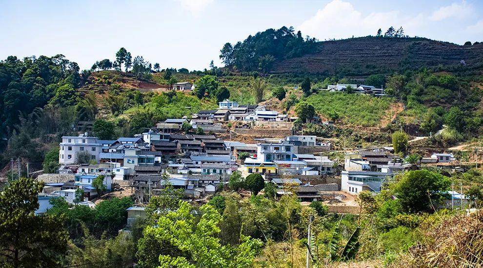 2021年正氣塘古樹(shù)秋茶為何號(hào)稱(chēng)小冰島？