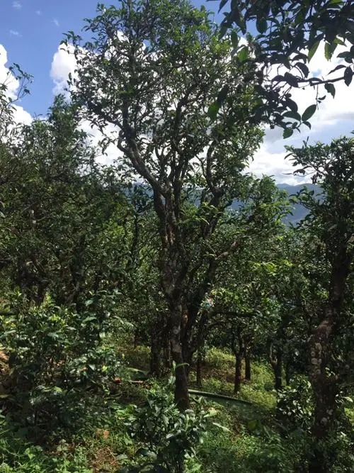 2021年冰島地界古樹秋茶特點(diǎn)？