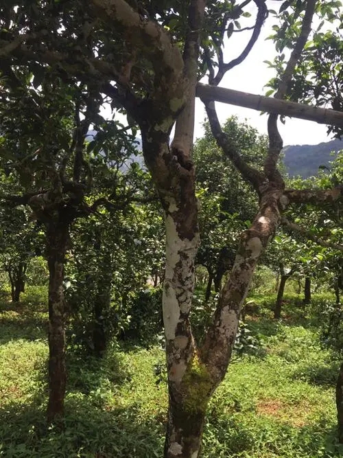 2021年冰島地界古樹秋茶口感？