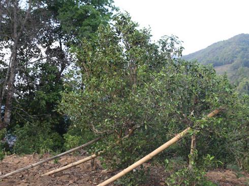 2021年冰島壩歪古樹秋茶茶園詳解！