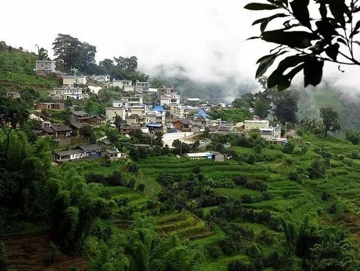 2021年冰島壩歪古樹秋茶口感？