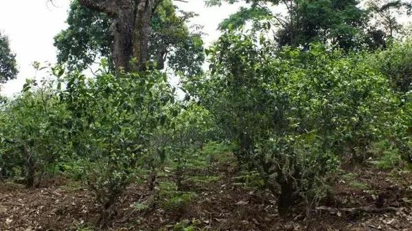 2021年冰島糯伍古樹秋茶多少錢一公斤？