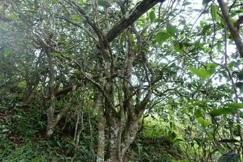 2021年昔歸古樹秋茶特點(diǎn)是什么？