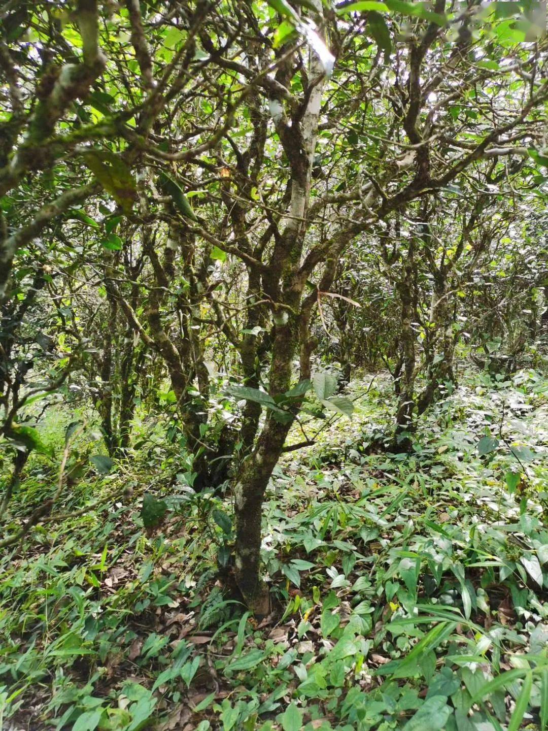 2021年昔歸古樹秋茶價(jià)格多少錢？