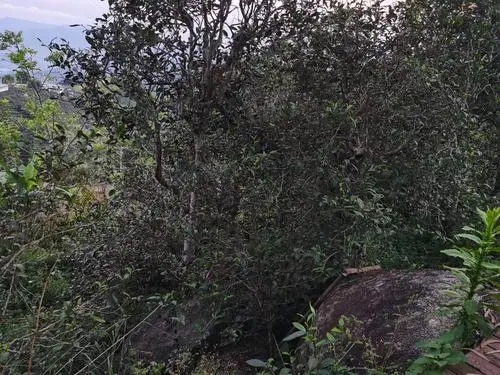 2021年那罕古樹秋茶價格是多少？