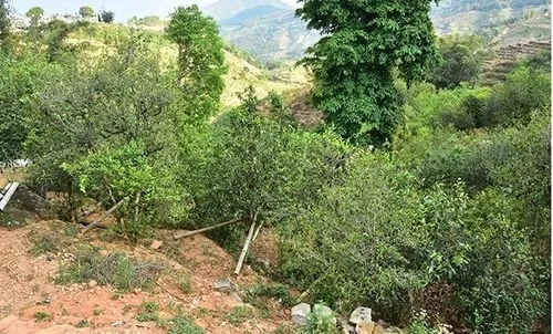 2021那罕古樹秋茶為何被稱為小昔歸？