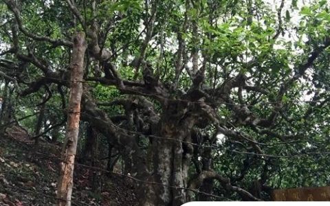 2021年忙肺古樹秋茶臨滄四大名茶之一！