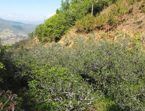 2021年梅子箐古樹秋茶特點(diǎn)是什么？