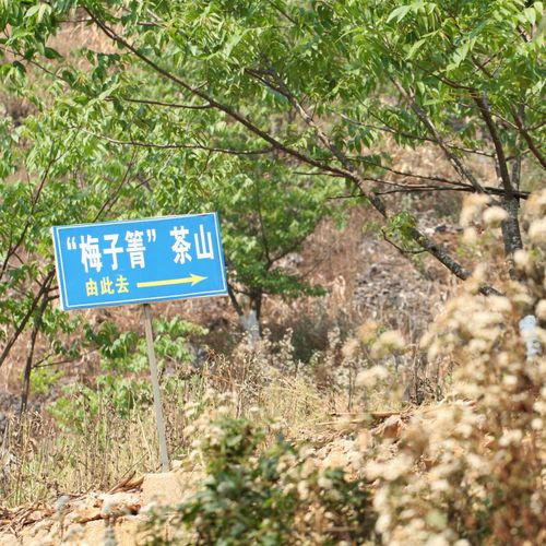 2021年梅子箐古樹秋茶口感！