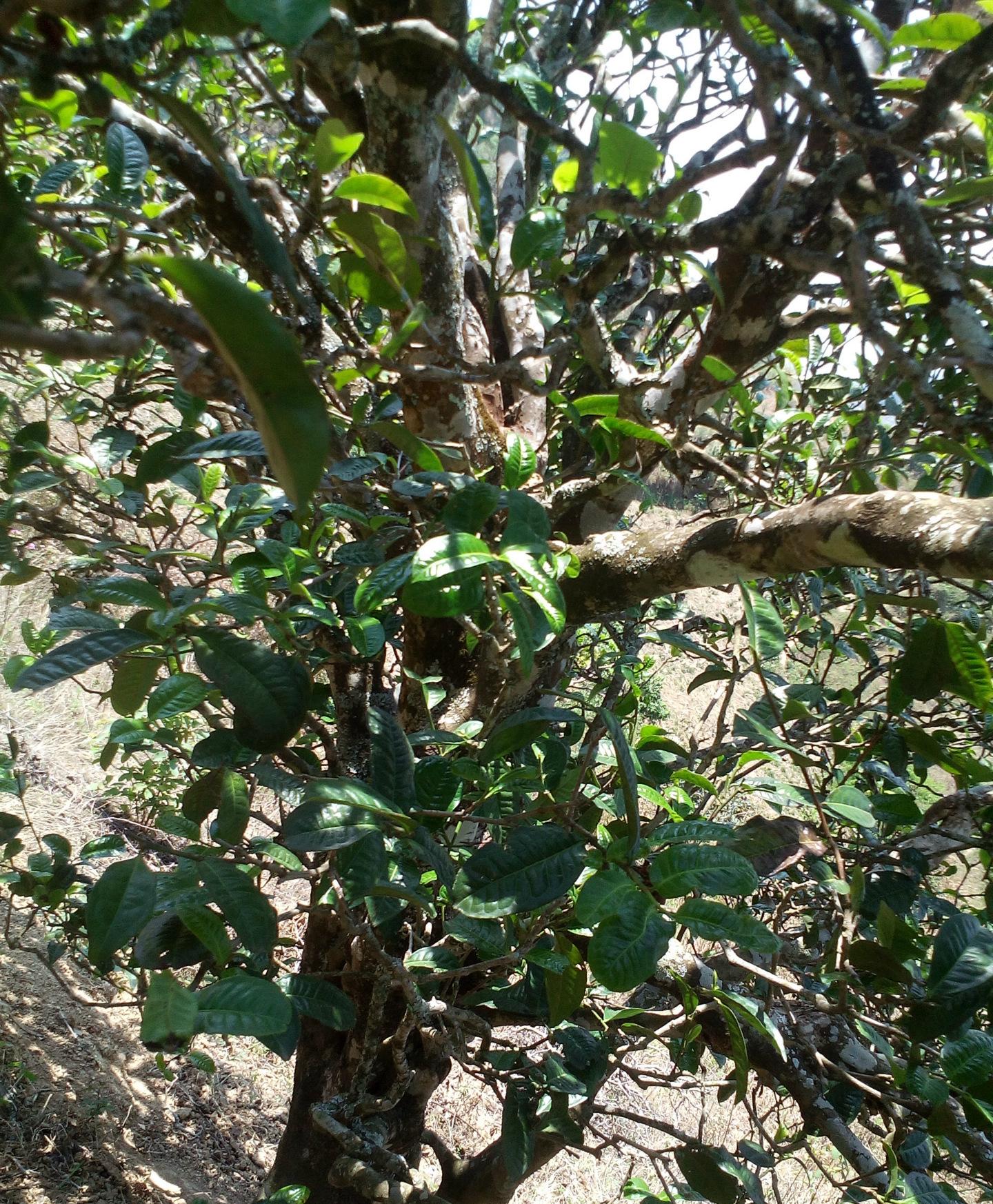 2021年巖子頭古樹秋茶特點？