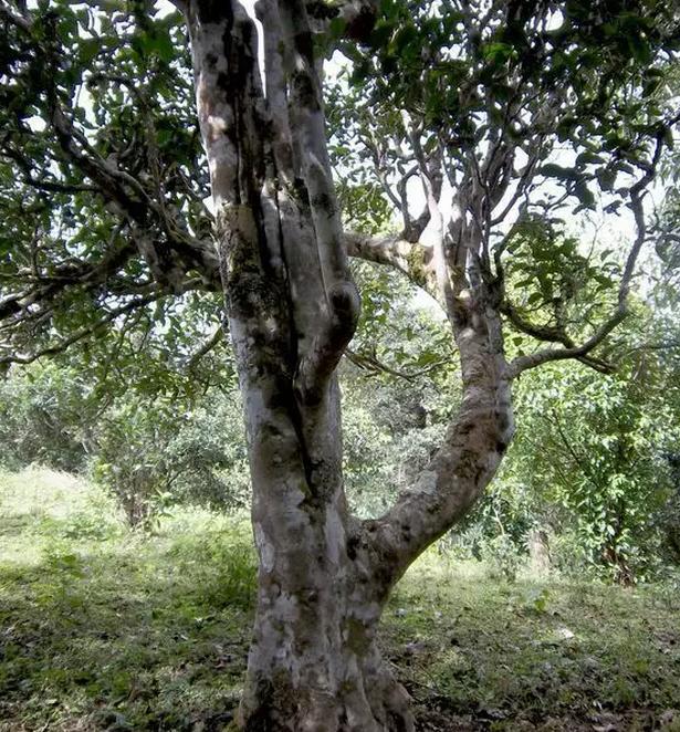 2021年巖子頭古樹(shù)秋茶，亂石出好茶！