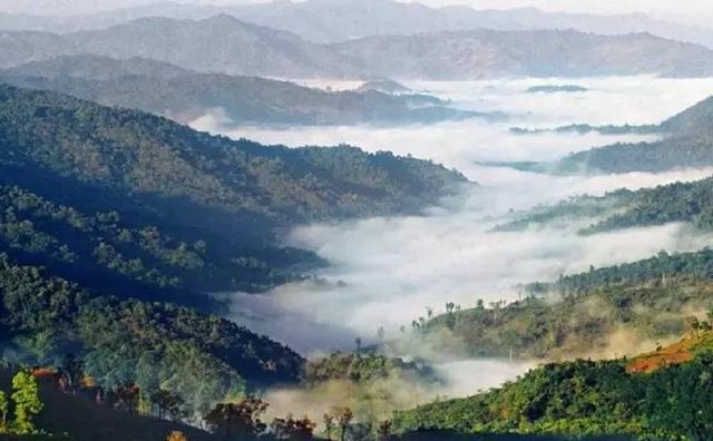 2021白鶯山古樹秋茶特點？