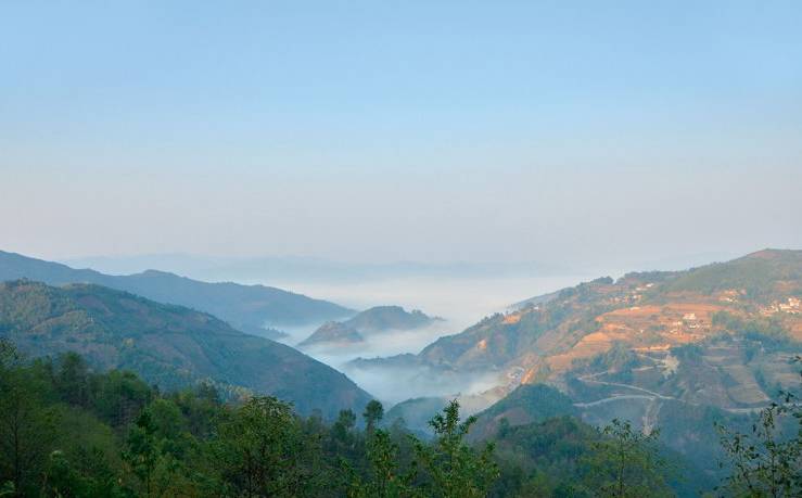 2021年白鶯山古樹秋茶白鶯聚居之地，普洱茶樹的天堂