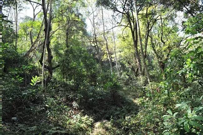 2021年老班章古樹秋茶特點(diǎn)？