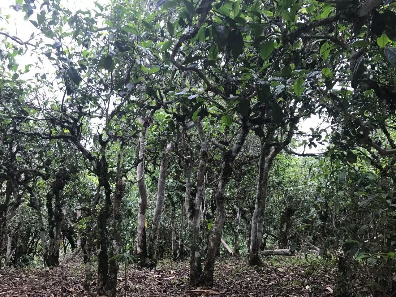 2021年老班章古樹秋茶口感是什么？