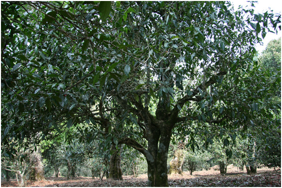 2021年老班章古樹秋茶多少錢一公斤？