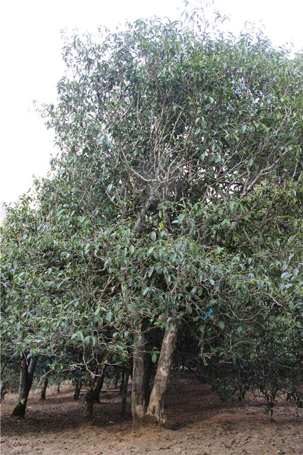 2021年新班章古樹秋茶品鑒！