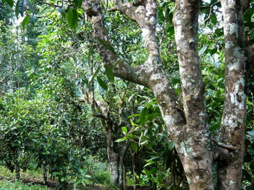 2021老曼峨古樹秋茶多少錢一公斤？