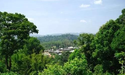 2021年老曼峨古樹秋茶口感最霸氣的山頭！