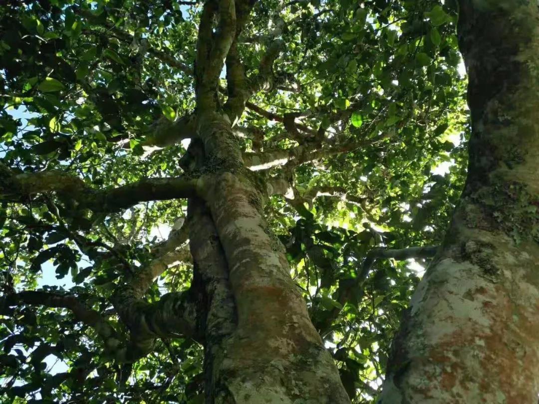 2021年班章茶區(qū)壩卡囡古樹秋茶特點(diǎn)？