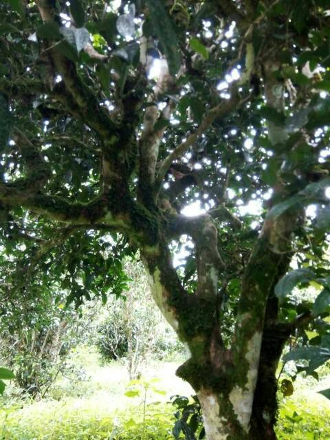 2021年班章茶區(qū)壩卡囡古樹秋茶多少錢一公斤？