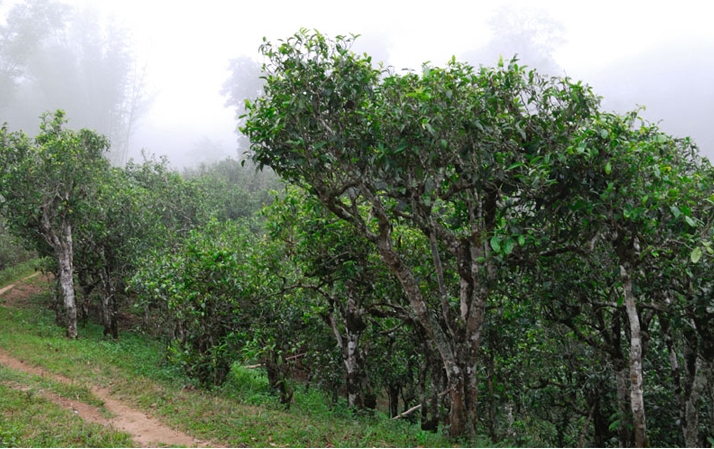 2021年班章茶區(qū)壩卡囡秋茶布朗茶系中的甜茶類！