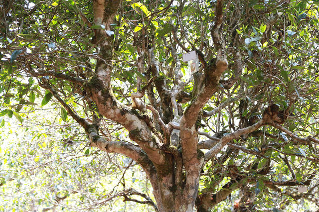 2021年布朗山班盆古樹秋茶口感？