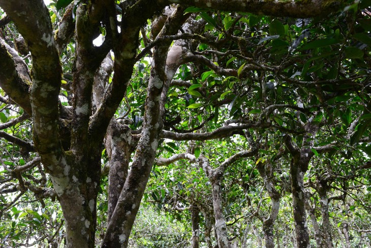 2021年布朗山班盆古樹秋茶價(jià)格？