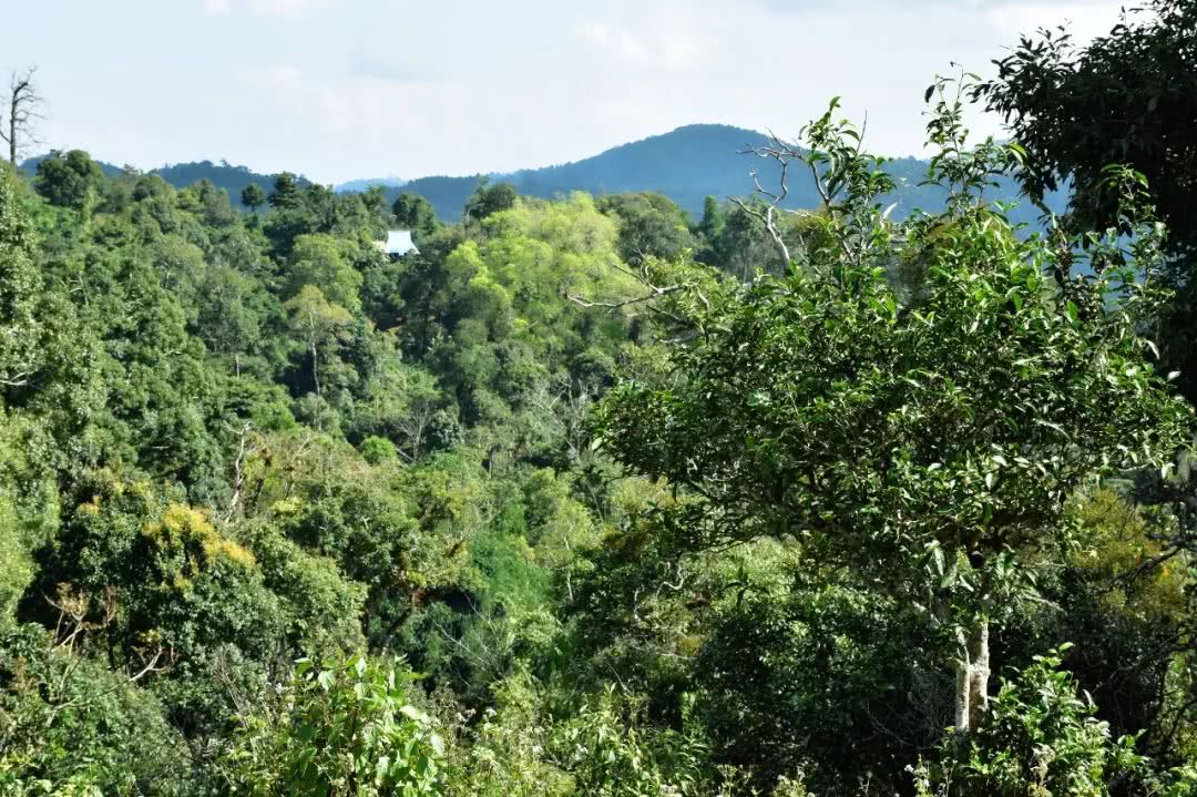 2021年賀開古樹秋茶品鑒實(shí)錄！