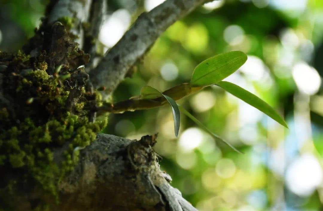 2021年賀開古樹秋茶多少錢一公斤？