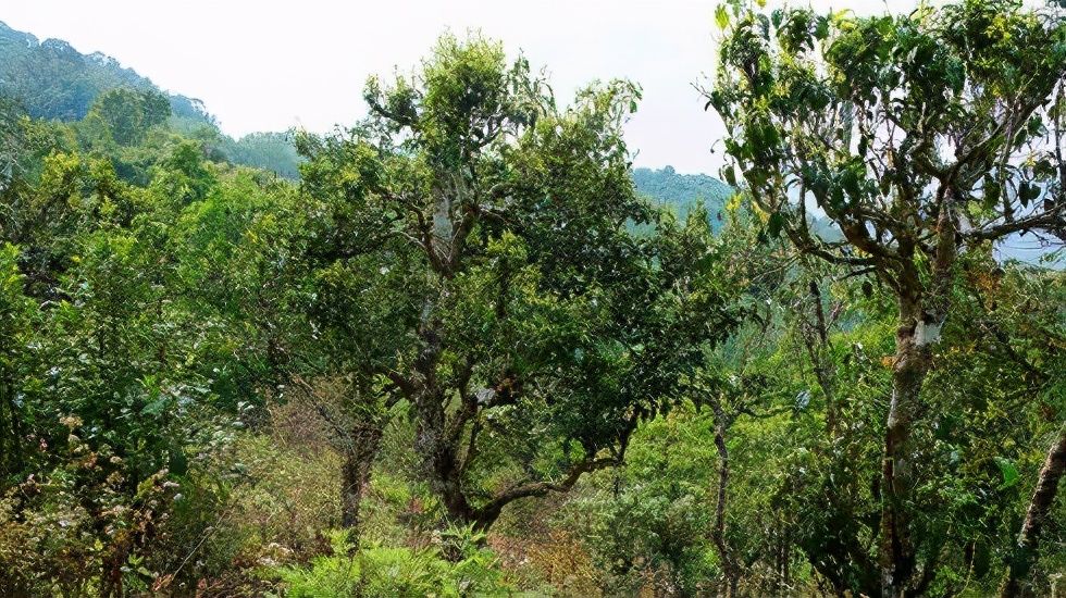 2021賀開古樹秋茶價(jià)格是多少？