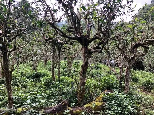 2021年班盆古樹秋茶多少錢一公斤？