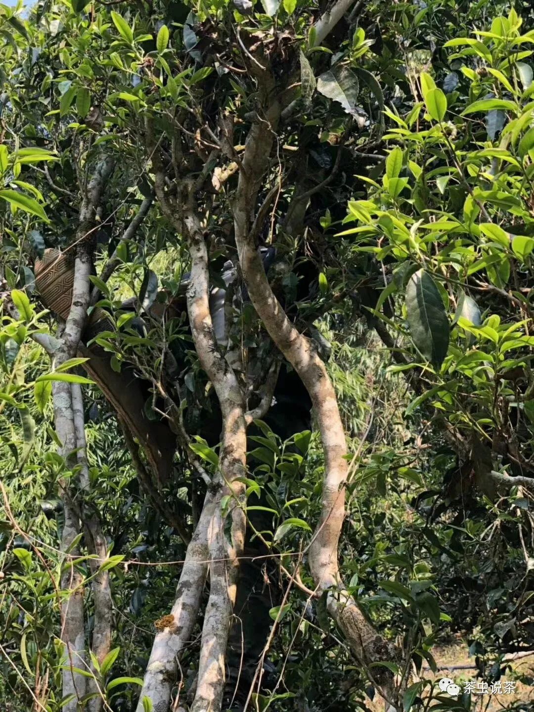 2021年廣別老寨古樹秋茶價(jià)格？