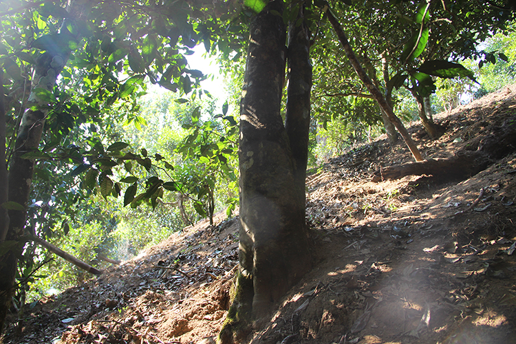 2021年廣別老寨古樹秋茶為何被稱為妖茶？