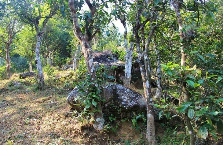 2021年勐宋那卡古樹秋茶特點(diǎn)？