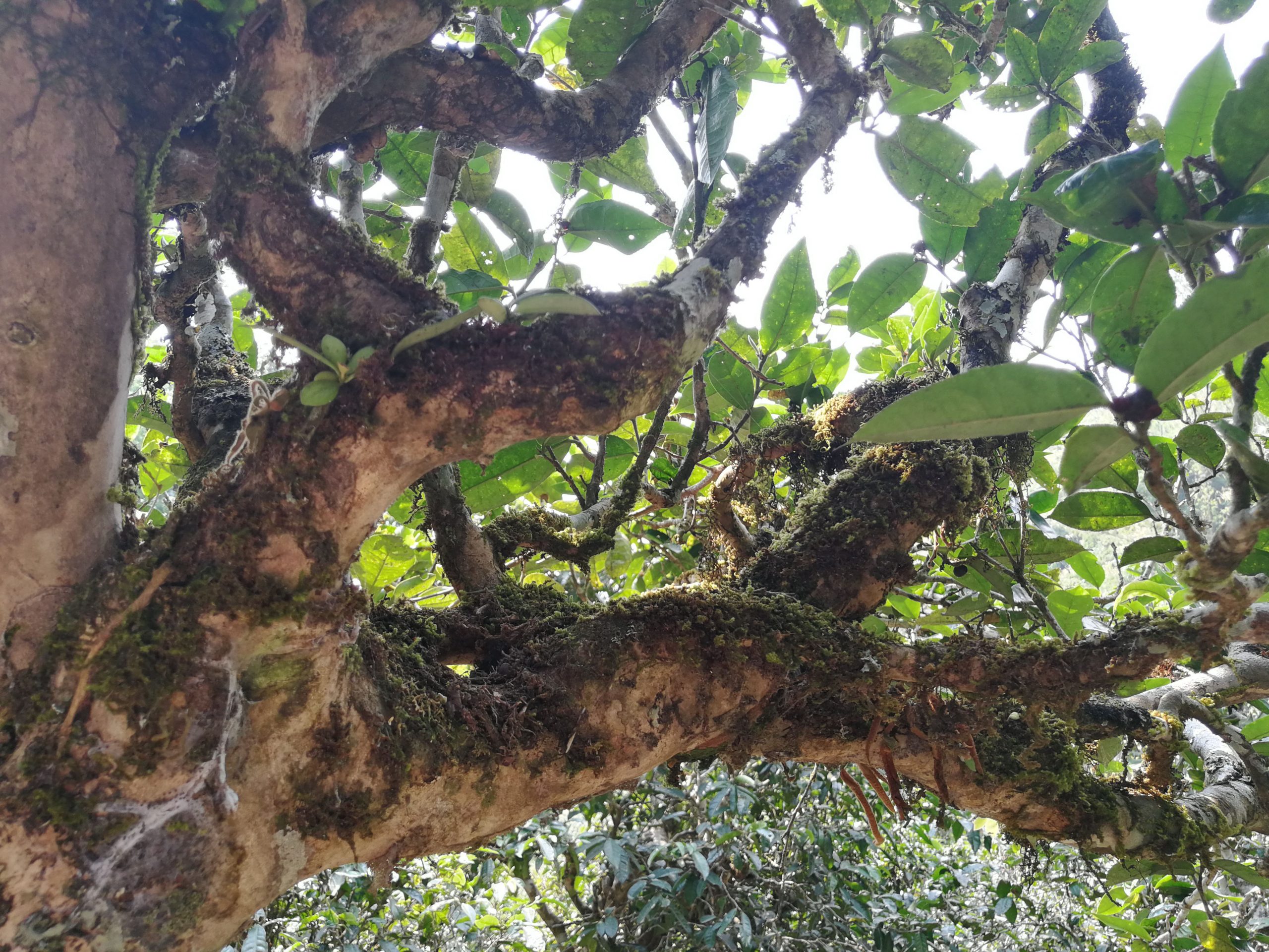 2021年勐宋那卡古樹秋茶多少錢一公斤？