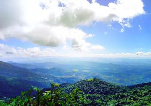 2021年滑竹梁子古樹秋茶特點(diǎn)？