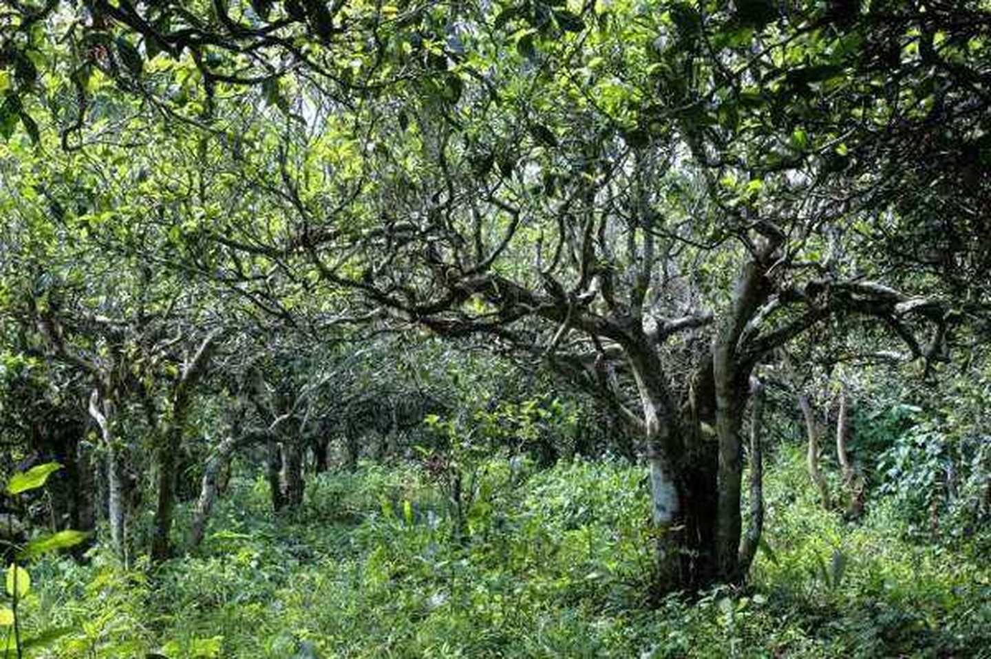 2021年滑竹梁子古樹秋茶口感？