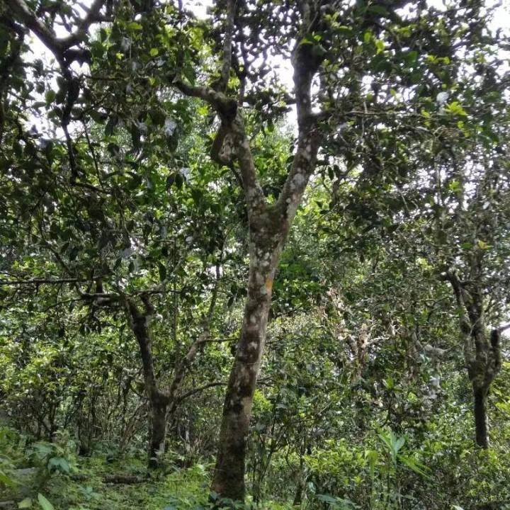 2021年巴達山章朗古樹秋茶口感？