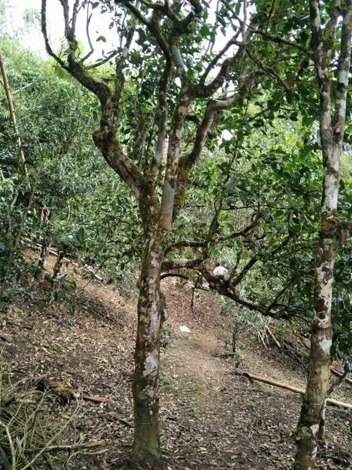 2021年巴達山章朗古樹秋茶價格？