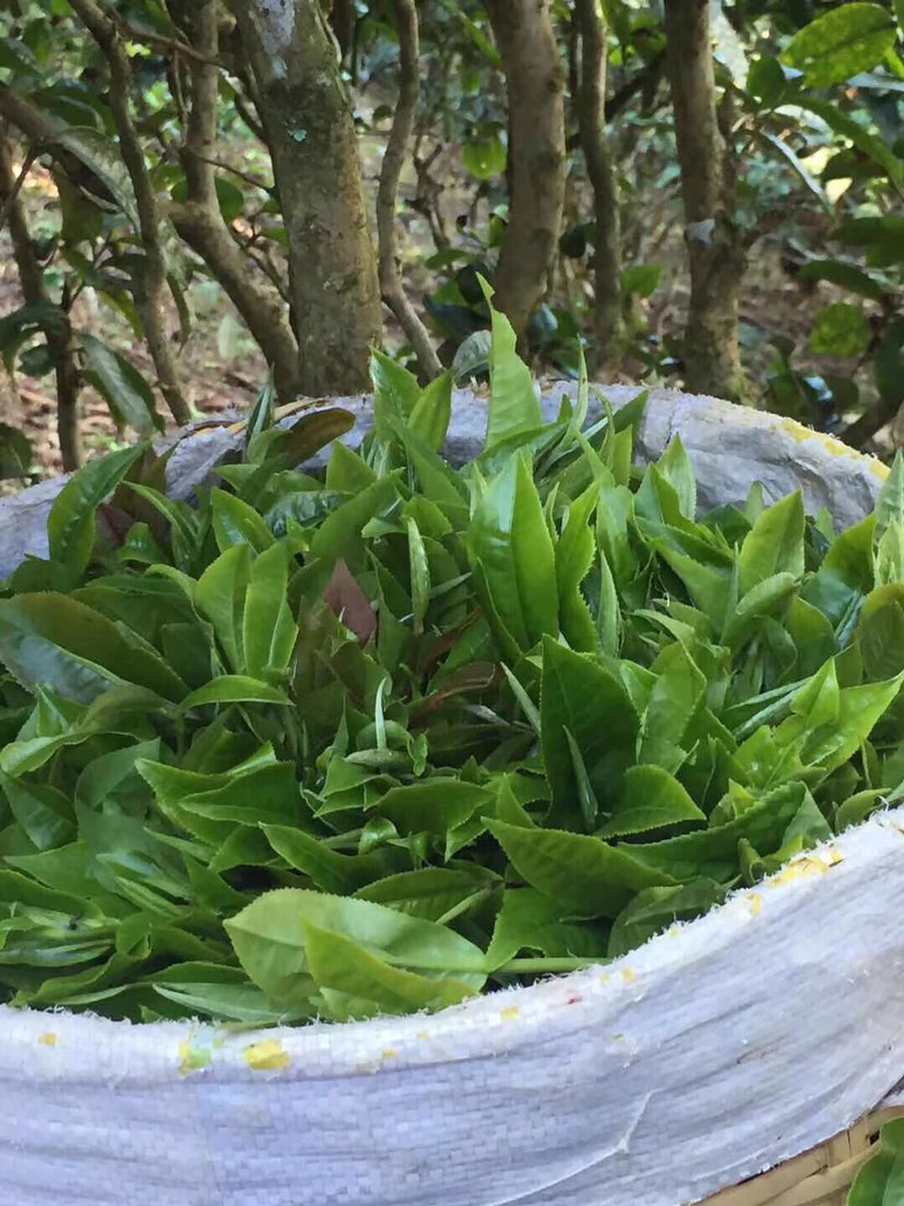 2021年巴達山章朗古樹秋茶多少錢一公斤？