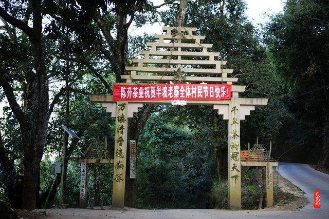 2021年南糯山半坡老寨古樹秋茶價格？