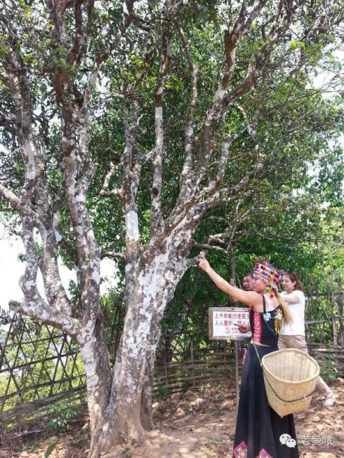 2021年帕沙古樹秋茶價(jià)格是多少？