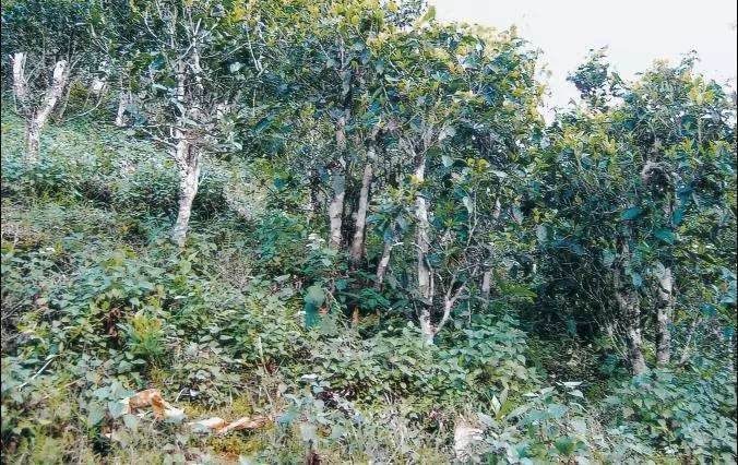 2022年須立貢茶普洱茶繞不開的古茶山！