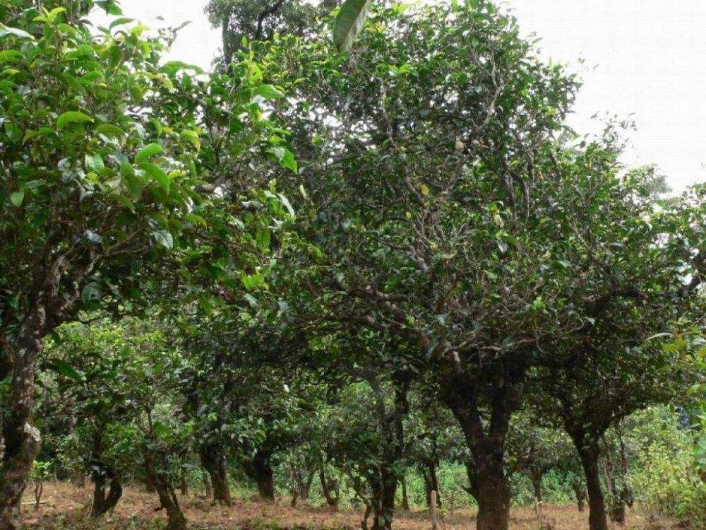 2022年須立貢茶為何備受皇室青睞!揭秘！